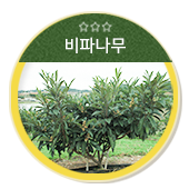 비파나무